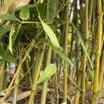 Bambus (Phyllostachys bissetii) - výška 250 cm, kont. 2xC60L – BRÁNA (-26°C)